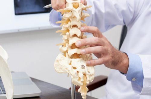 Spine model Plastic model of spine on table of osteopath